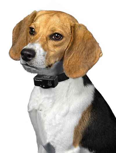 Beagle dog wearing barking collar