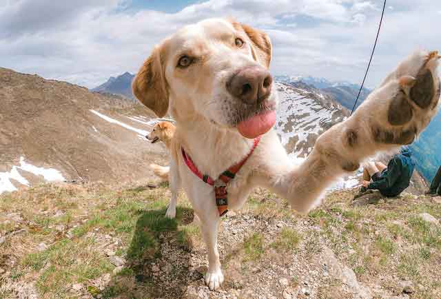 Doggy Health in Focus: Using Photography to Monitor Your Dog’s Health and Behavior