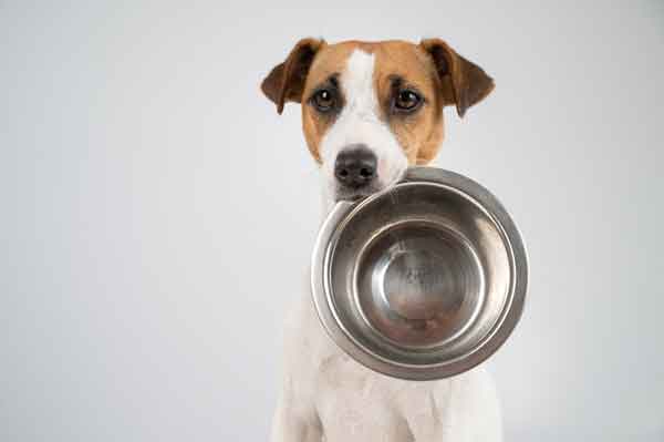 The Best Foods For Your Dog