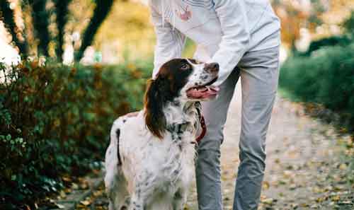 English Springer Spaniel dog with his owner