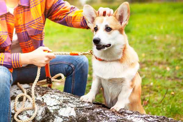 Keys To Training Your Dog To Not Bite Other People