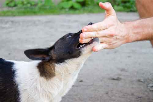 Aggressive dog bitting hand