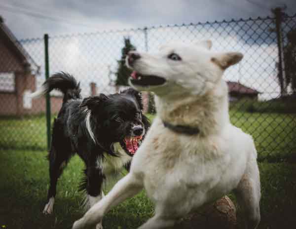 black and white dogs near link fence