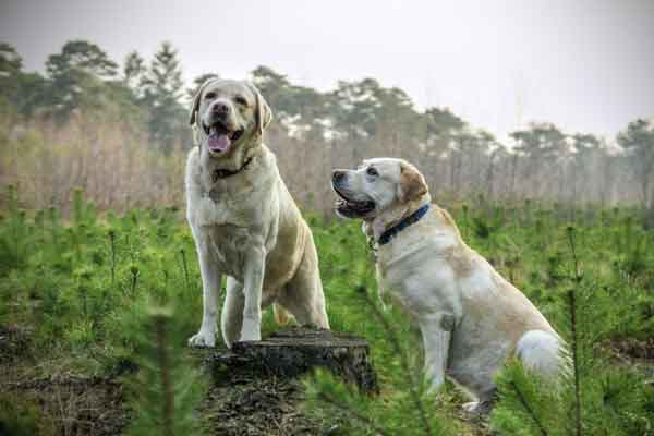 Things You Should Know About Labrador Breeding
