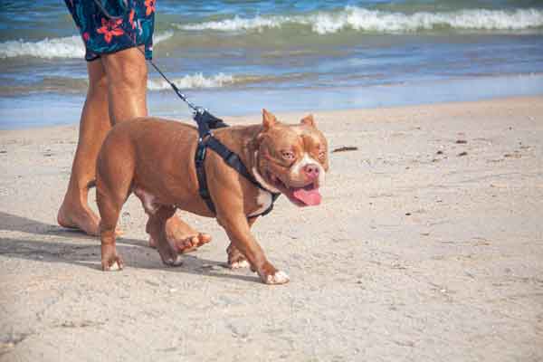 Tips and Tricks for Obedience Training Your American Bully