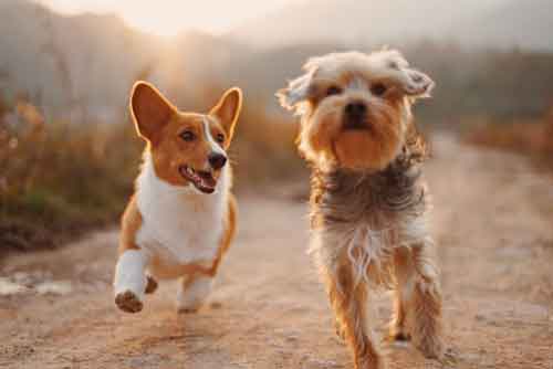 2 cute dogs running