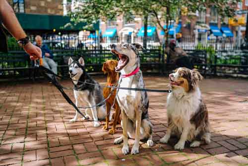 Four Cute Dogs in Park