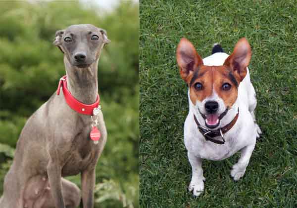 Jack Russell Whippet Mix