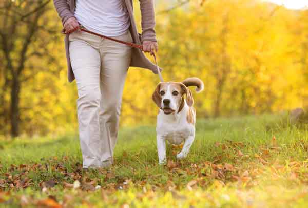 Keep Your Dog's Muscles Healthy