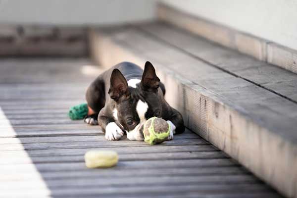 How To Take Proper Care Of Your Puppy: Smart Guidelines
