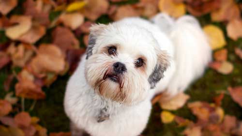 Lhasa Apso Dog