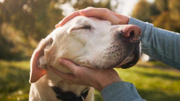 7 Tips to Keep Your Senior Dog Happy and Healthy