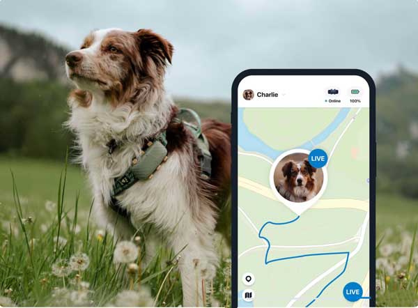 Best Pet Tracker For Dogs