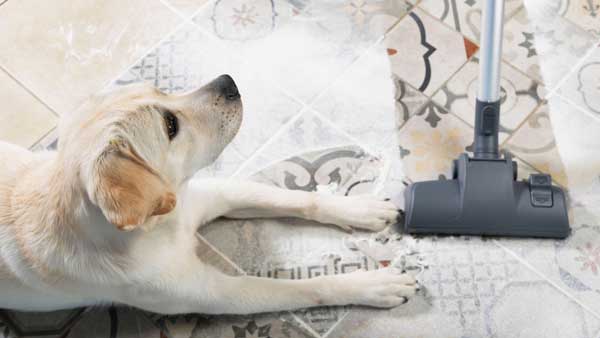 The 8 Very Best Vacuums for Pet Hair