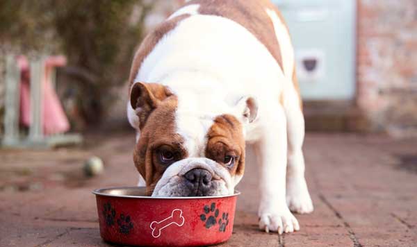 The Importance of Probiotics for Dogs