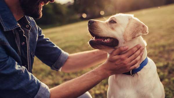 8 Essential Items Every Dog Owner Needs