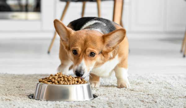 How to Deal with a Picky Eater Dog