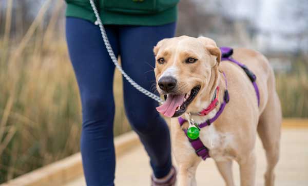 5 Ways to Make Your Dog’s Walk More Fun