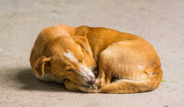 Why Do Dogs Circle Before Lying Down?