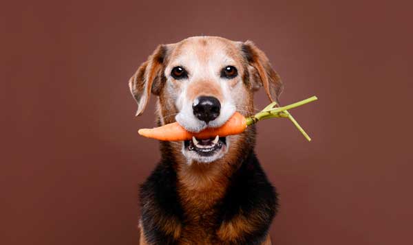 5 Foods You Should Never Feed Your Dog