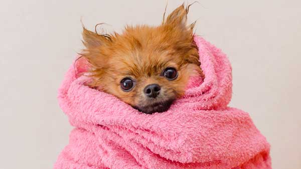 How Often Should You Bathe Your Dog