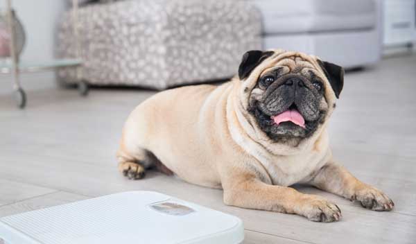 How to Help Your Overweight Dog Shed Extra Pounds