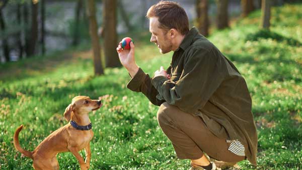 Teaching Your Dog to Sit