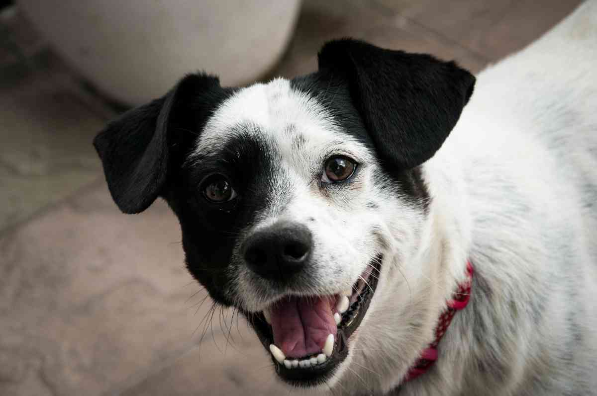 12 Effective Tips to Keep Your Dog’s Breath Clean and Fresh