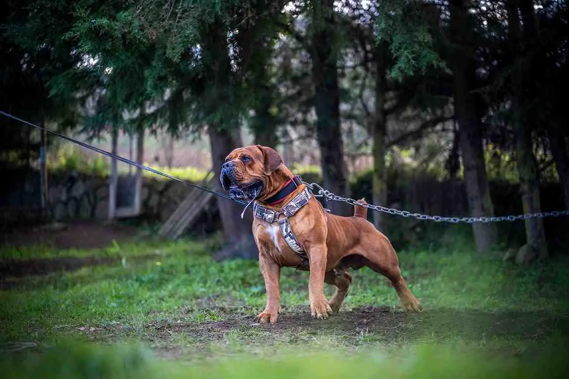 Boerboel Puppies for Sale