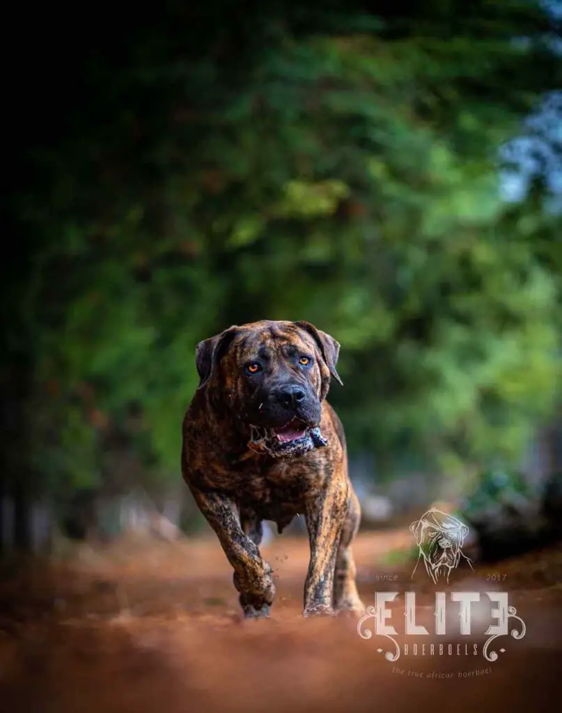 Boerboel Puppy