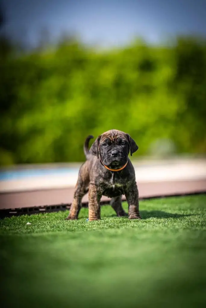 Boerboel Puppy For Sale