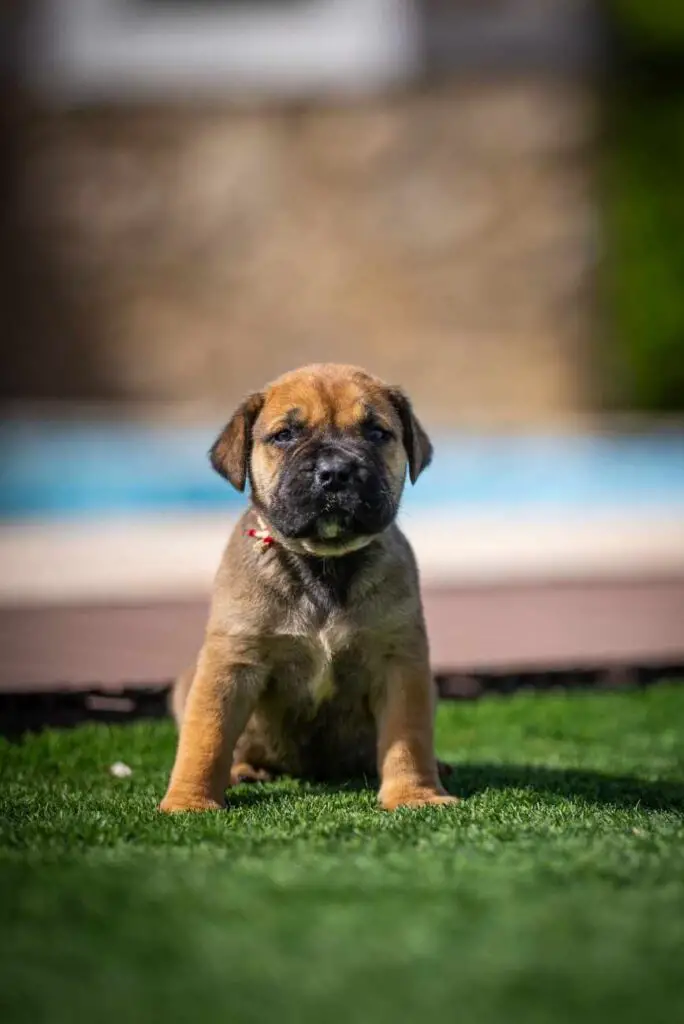 How to Choose the Right Boerboel Puppy
